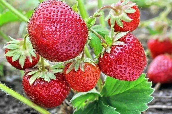 Зенга зенгана