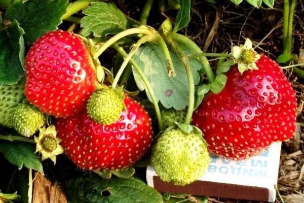 Гигантелла