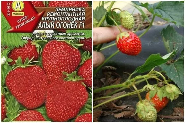 Алый огонёк