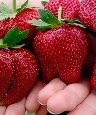 крупная земляника садовая