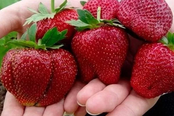 крупная земляника садовая