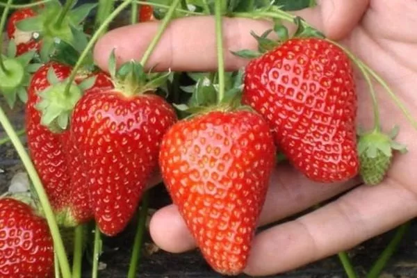 Царскосельская