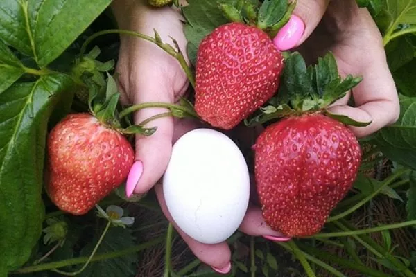 Гигантский деликатес