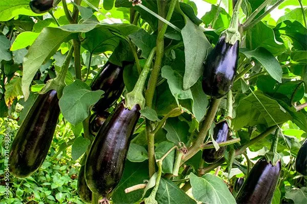 Кустам баклажана свойственно разрастаться Формировка баклажан12