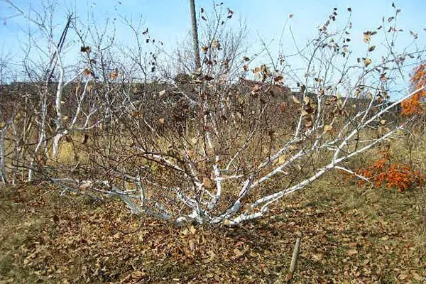 Кустовидная форма крона яблони16