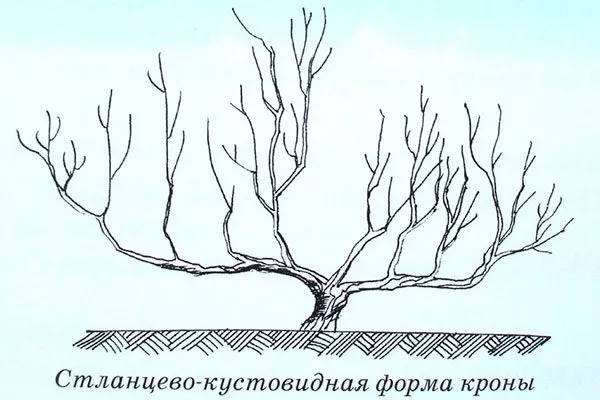 Лучшие способы формирования кроны яблонь разных видов - карликовых, полукарликовых и сильнорослых, молодых и взрослых