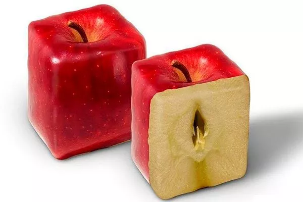 Квадратное яблоко сорта яблок с необычной формой14