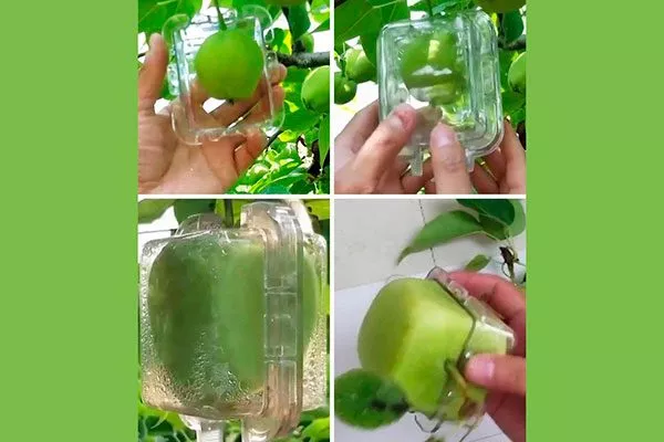 Квадратное яблоко2 сорта яблок с необычной формой15