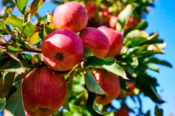 Квинти Посадка яблони22