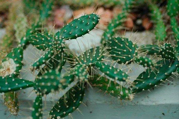 Кюрасавская Опунция описание11