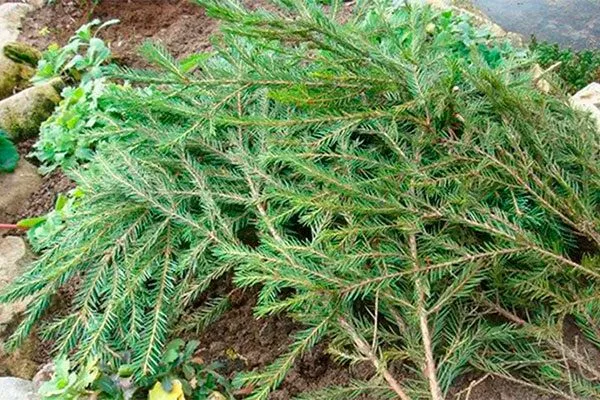 лапник укрыть пионы перед зимовкой14