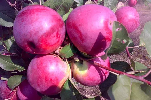 Либерти Посадка яблони27