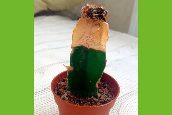 Как правильно обрезать кактусы и формировать их крону?