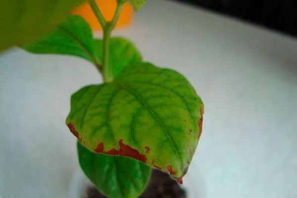 лист хурмы усыхают листья5