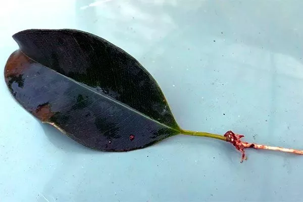 Листом Фикус бенджамина27