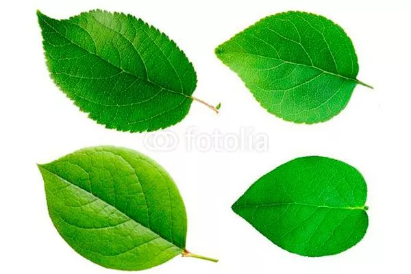 листовая пластина сорта яблони40