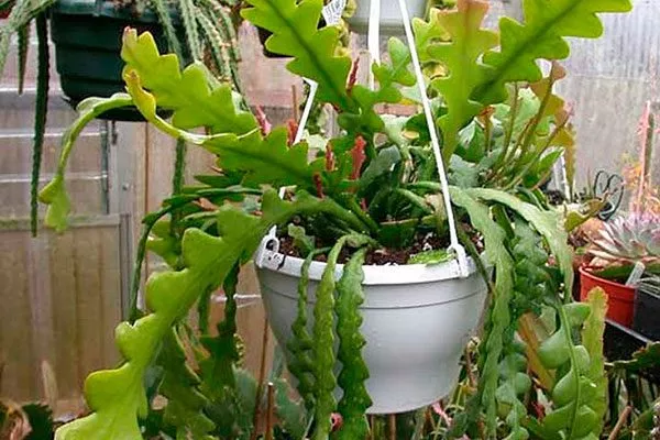 Листья Эпифиллум3