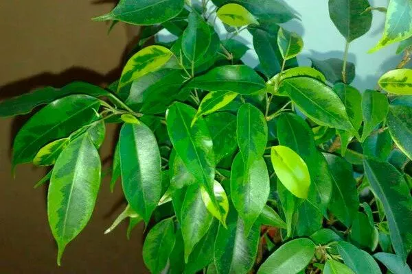 листья Фикус бенджамина28