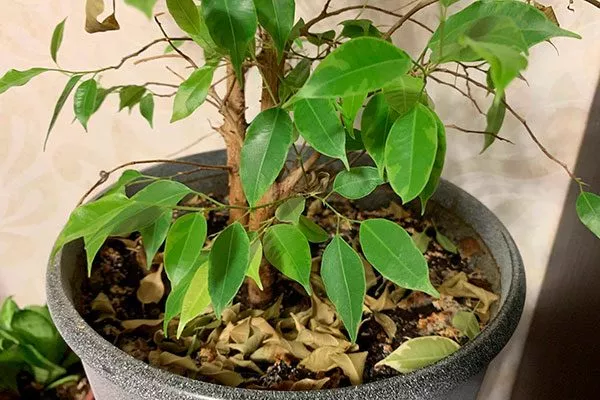 Листья фикуса опали