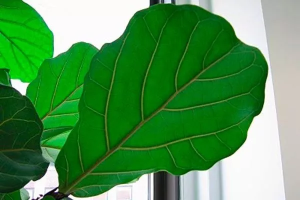 листья, напоминающие по форме лиру или скрипку Фикус лиролистный бамбино8
