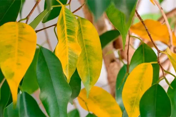 листья опадают