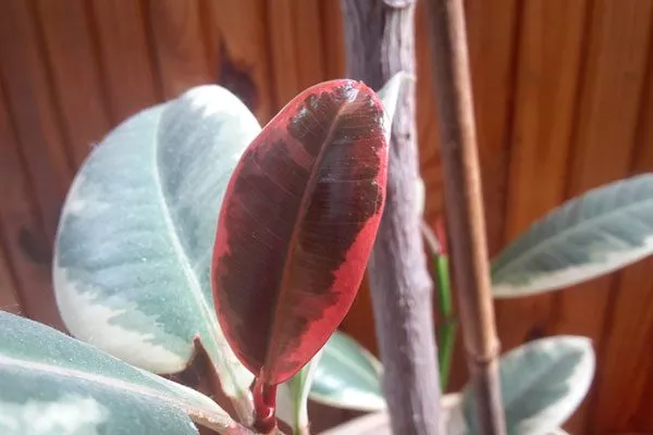 Листья покраснение стеблей5