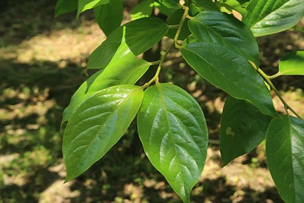 листья усыхают листья6