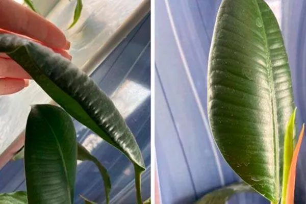 Листья яркость листьев2