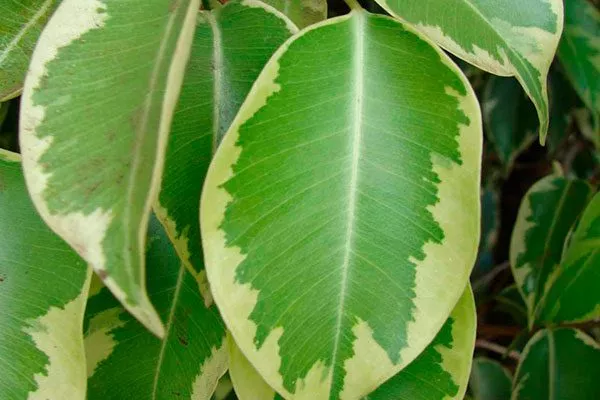 листья1 Фикус бенджамина29