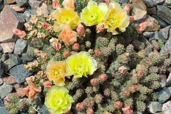 Ломкая Опунция описание12