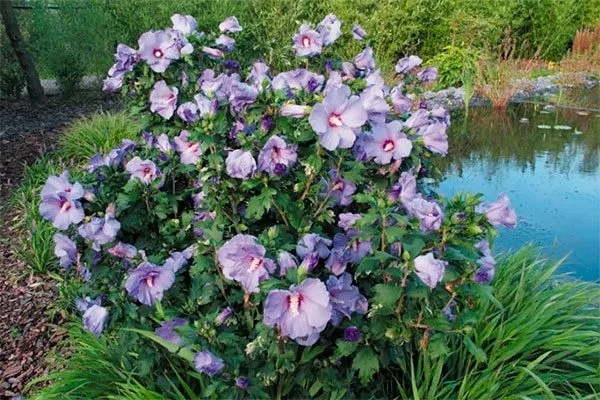 Лучшие места для посадки гибискуса вода место посадки гибискуса7