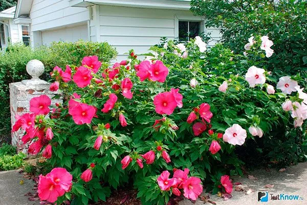 Лучшие места для посадки гибискуса2 место посадки гибискуса9
