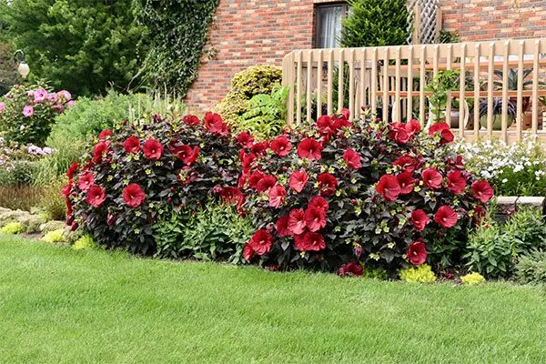 Лучшие места для посадки гибискуса3 место посадки гибискуса10