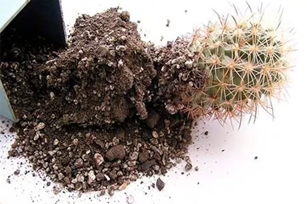 Любой грунт подходит для кактусов Мифы о кактусах12