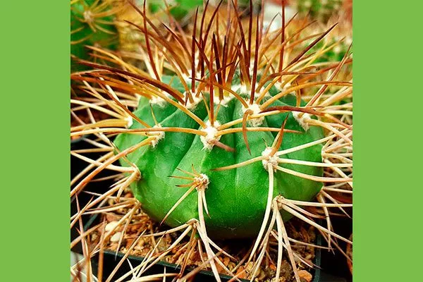 M Виды мелокактусов1