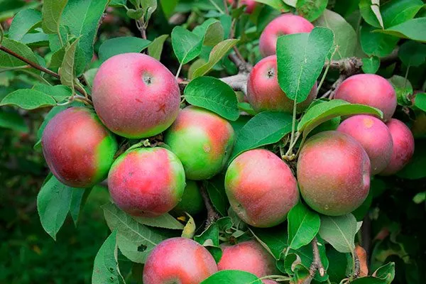 Макинтош сорта яблони41