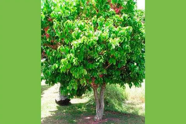 Малайские яблоки3 сорта яблок с необычной формой20