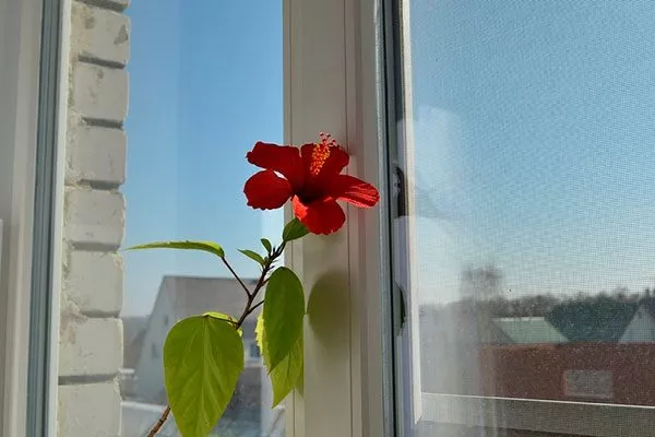 мало света освещение для гибискуса14