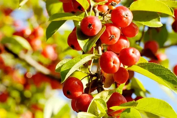 Malus sylvestris1 сорта яблони6