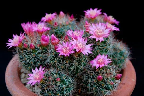 Маммиллярия Как правильно обрезать кактусы12