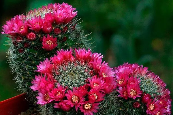 Маммиллярия (Mammillaria) Мини кактусы22