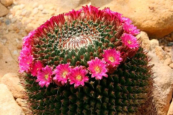Маммиллярия (Mammillaria) Цветущие сорта кактусов9
