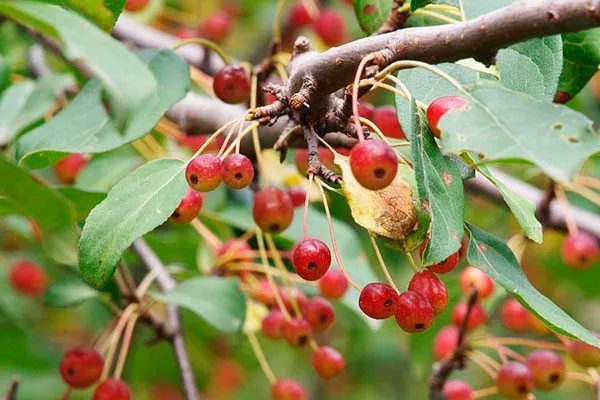 Маньчжурская Посадка яблони28