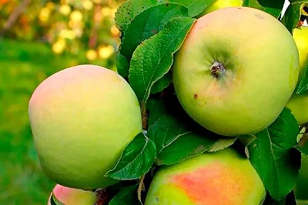 Мартовское Посадка яблони29