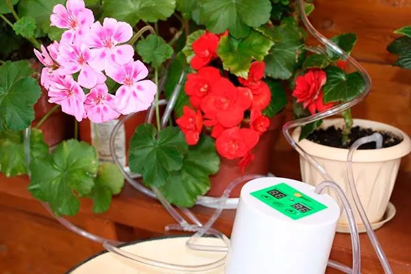 Медицинская капельница способы полива герани16