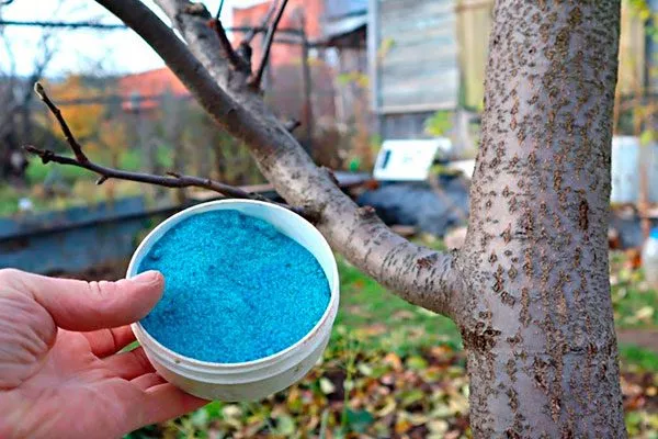 Медный купорос 2% Выращивание из семян10