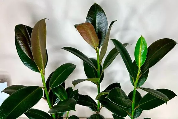 Мелани Самые необычные9