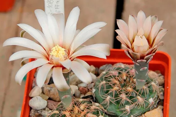 Мелкоцветный (Leptanthum) Мини кактусы23