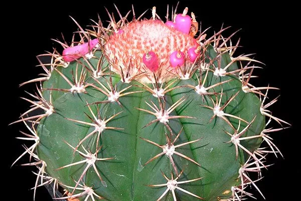 Мелокактус байский (Melocactus bahiensis) Виды мелокактусов15