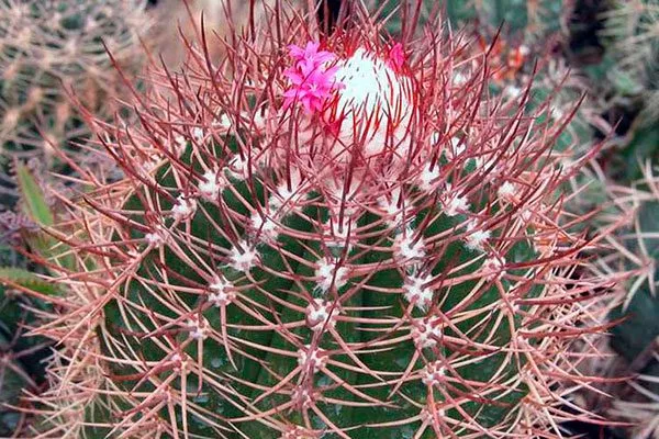 Мелокактус Борхида (borhidii или harlowii) Виды мелокактусов17